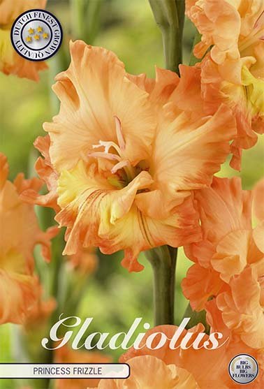 Gladiolus Princess Frizzle 10-pakning