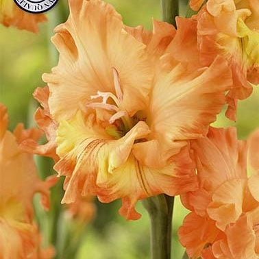 Gladiolus Princess Frizzle 10-pakning