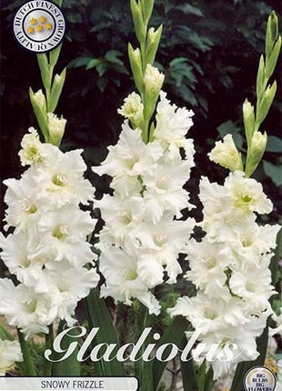 Gladiolus Snowy Frizzle 10-pakning