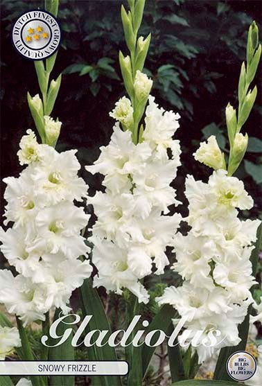 Gladiolus Snowy Frizzle 10-pakning