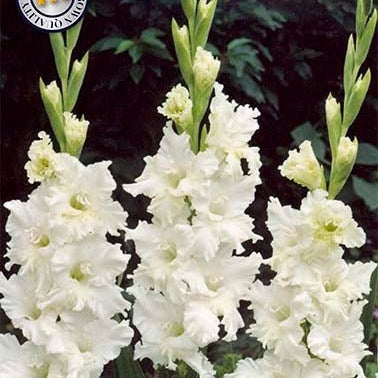 Gladiolus Snowy Frizzle 10-pakning