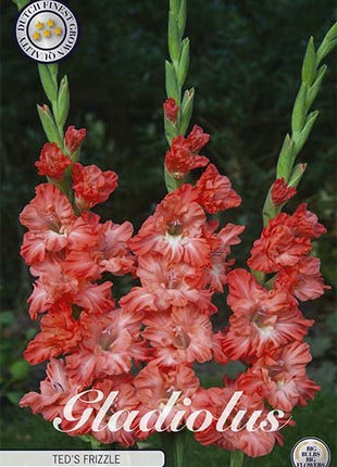 Gladiolus Ted's Frizzle 10-pakning