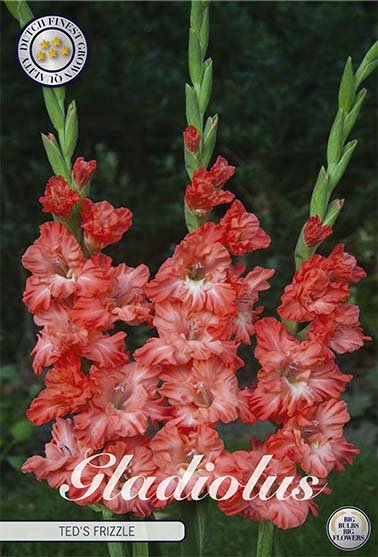 Gladiolus Ted's Frizzle 10-pakning