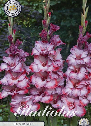 Gladiolus Teds trompet 10-pakning