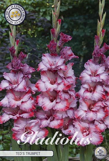 Gladiolus Teds trompet 10-pakning