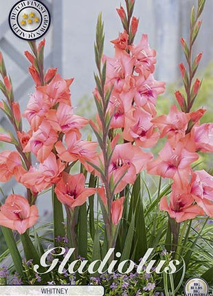 Gladiolus Whitney 10-pakning