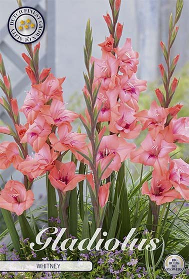 Gladiolus Whitney 10-pakning