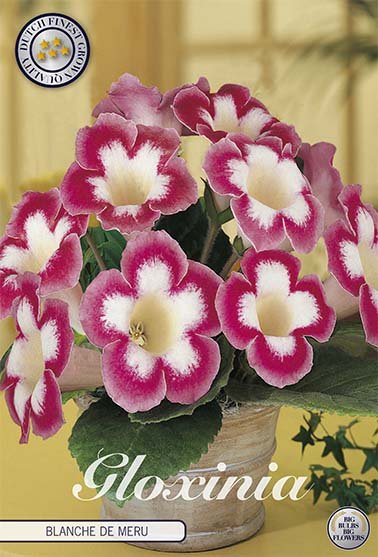 Gloxinia Blanche de Meru 1-pakning