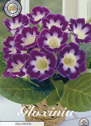 Gloxinia Hollywood 1-pakning