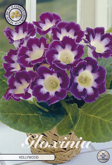 Gloxinia Hollywood 1-pakning