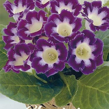 Gloxinia Hollywood 1-pakke