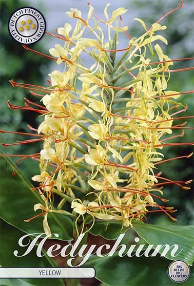 Hedychicum Gul 1-pakning