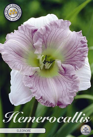 Daglilje-Hemerocallis Ellonore 1-pakning