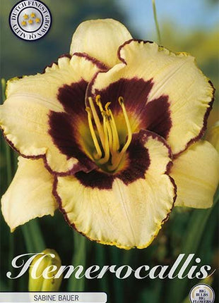 Daglilje-Hemerocallis Sabine Bauer 1-pakning