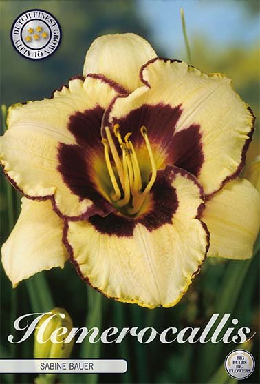 Daglilje-Hemerocallis Sabine Bauer 1-pakning