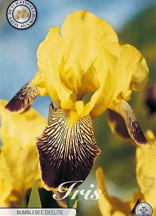 Tysk iris-Iris Germanica Buble Deelite 1-pakk