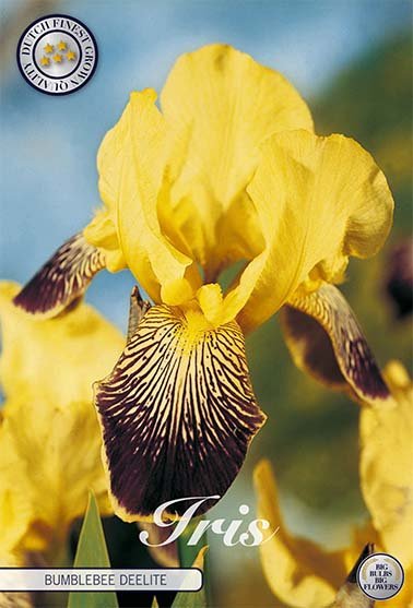 Tysk iris-Iris Germanica Buble Deelite 1-pakk