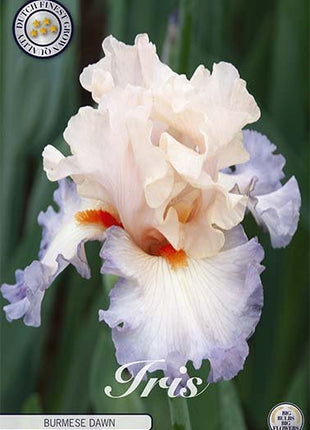 Tysk iris-Iris Germanica Burmese Dawn 1-pakning