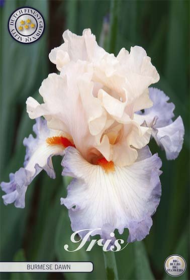 Tysk iris-Iris Germanica Burmese Dawn 1-pakning