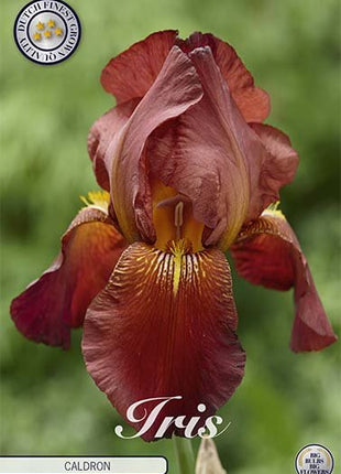 Tysk iris-Iris Germanica Caldron 1-pakning