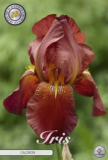 Tysk iris-Iris Germanica Caldron 1-pakning