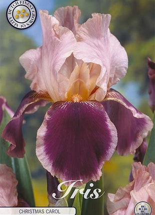 Tysk iris-Iris Germanica Christmas Carol 1-pakning