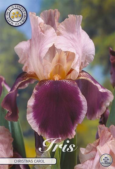 Tysk iris-Iris Germanica Christmas Carol 1-pakning