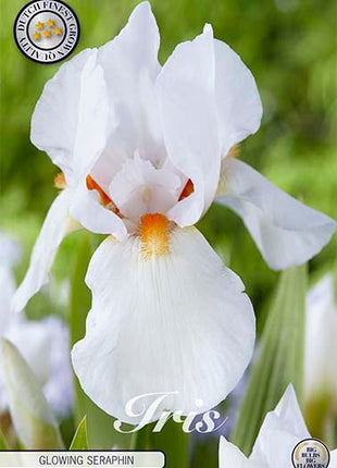 Tysk iris-Iris Germanica Glowing Seraphin 1-pakning