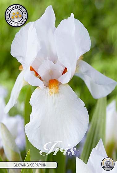 Tysk iris-Iris Germanica Glowing Seraphin 1-pakning