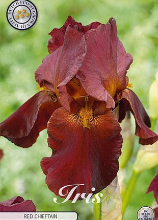 Tysk iris-Iris Germanica Red Chieftain 1-pakning