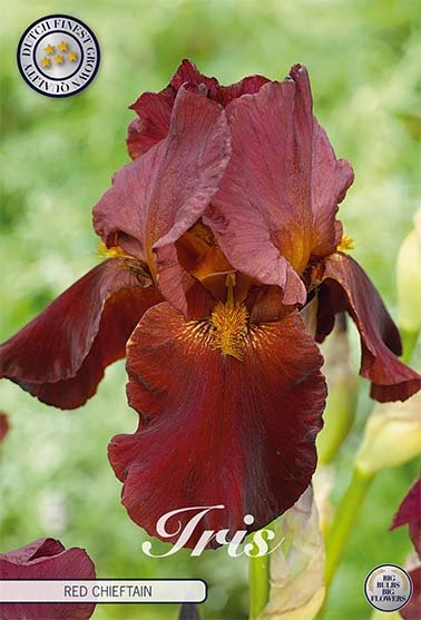 Tysk iris-Iris Germanica Red Chieftain 1-pakning