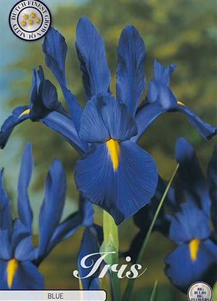 Nederlandsk Iris-Iris Hollandica 'Blauw' 1-pakning