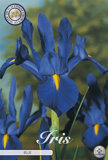 Nederlandsk Iris-Iris Hollandica 'Blauw' 1-pakning