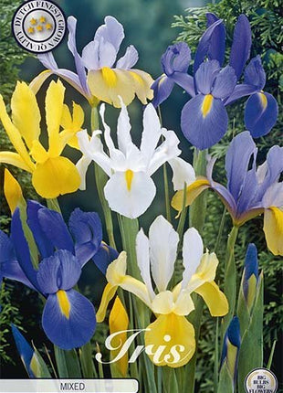 Nederlandsk iris-Iris hollandica Hollandica Blandet 15-pak