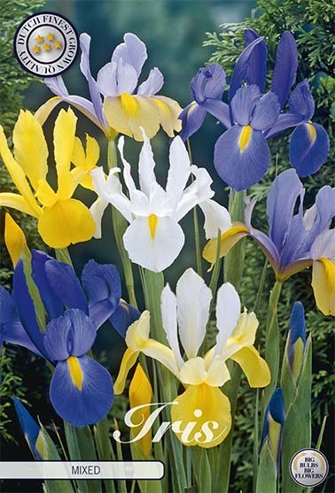 Nederlandsk iris-Iris hollandica Hollandica Blandet 15-pak