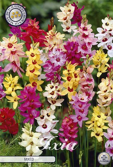 Ixia