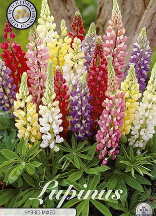 Lupin-Lupinus Hybrid Blandet 3-pakning