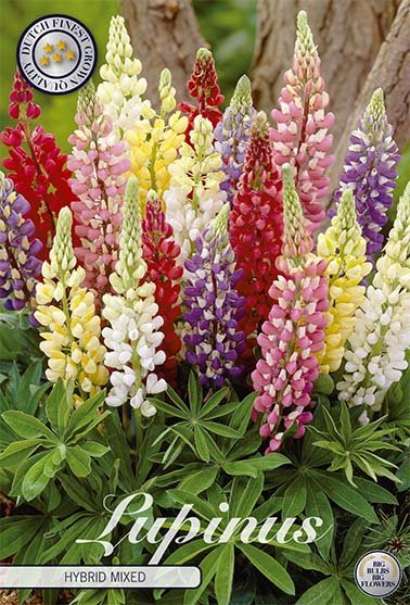 Lupin-Lupinus Hybrid Blandet 3-pakning