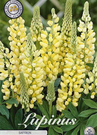 Lupin-Lupinus Saffron 1-pakning