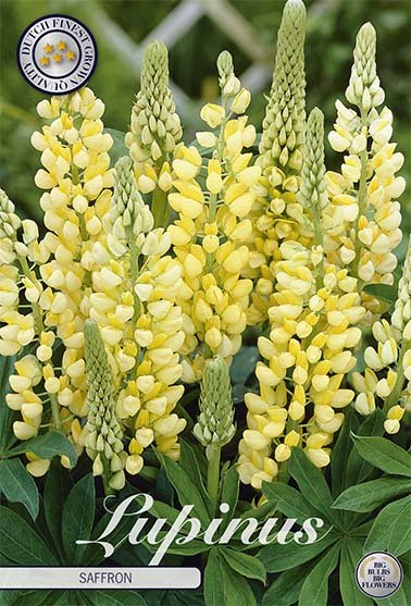 Lupin-Lupinus Saffron 1-pakning