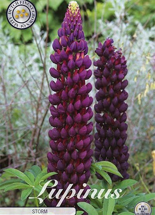 Lupin-Lupinus Storm 1-pakning