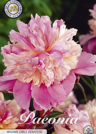 Peony-Paeonia Mme Emile Debatain 1-pakning