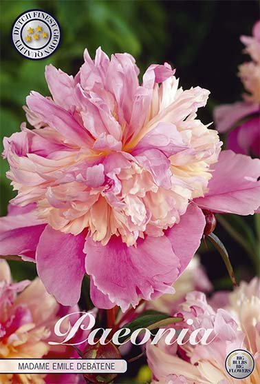 Peony-Paeonia Mme Emile Debatain 1-pakning