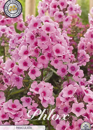 Phlox-Phlox Pink - Paniculata - 1-pakning