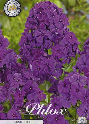 Phlox-Phlox Lilla - Dusterlohe - 1-pakning