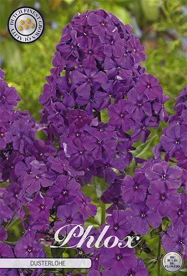 Phlox-Phlox Lilla - Dusterlohe - 1-pakning