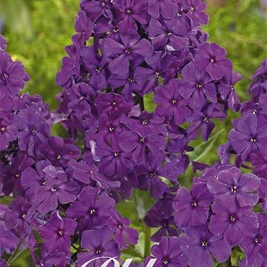 Flox-Phlox Purple - Dusterlohe - 1-pakke