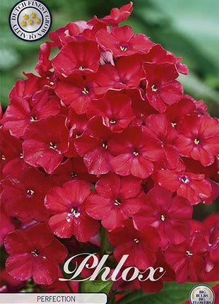 Phlox-Phlox Red - Perfection - 1-pakning