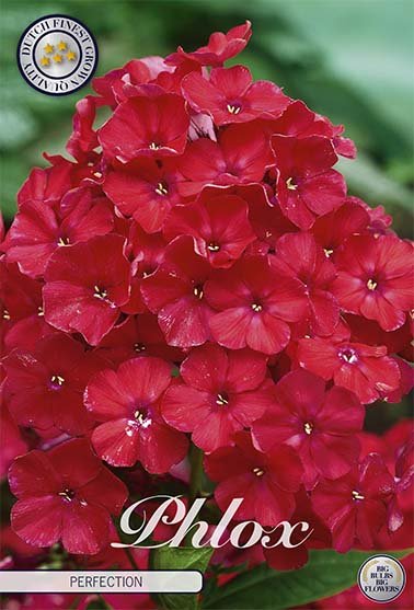 Phlox-Phlox Red - Perfection - 1-pakning