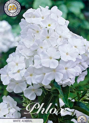 Phlox-Phlox White Admiral 1-pakning